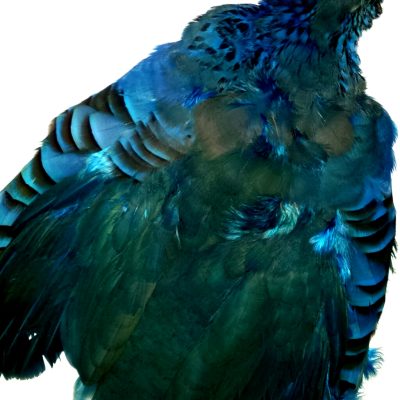 French Partridge Complete Skin – Chevron Hackles