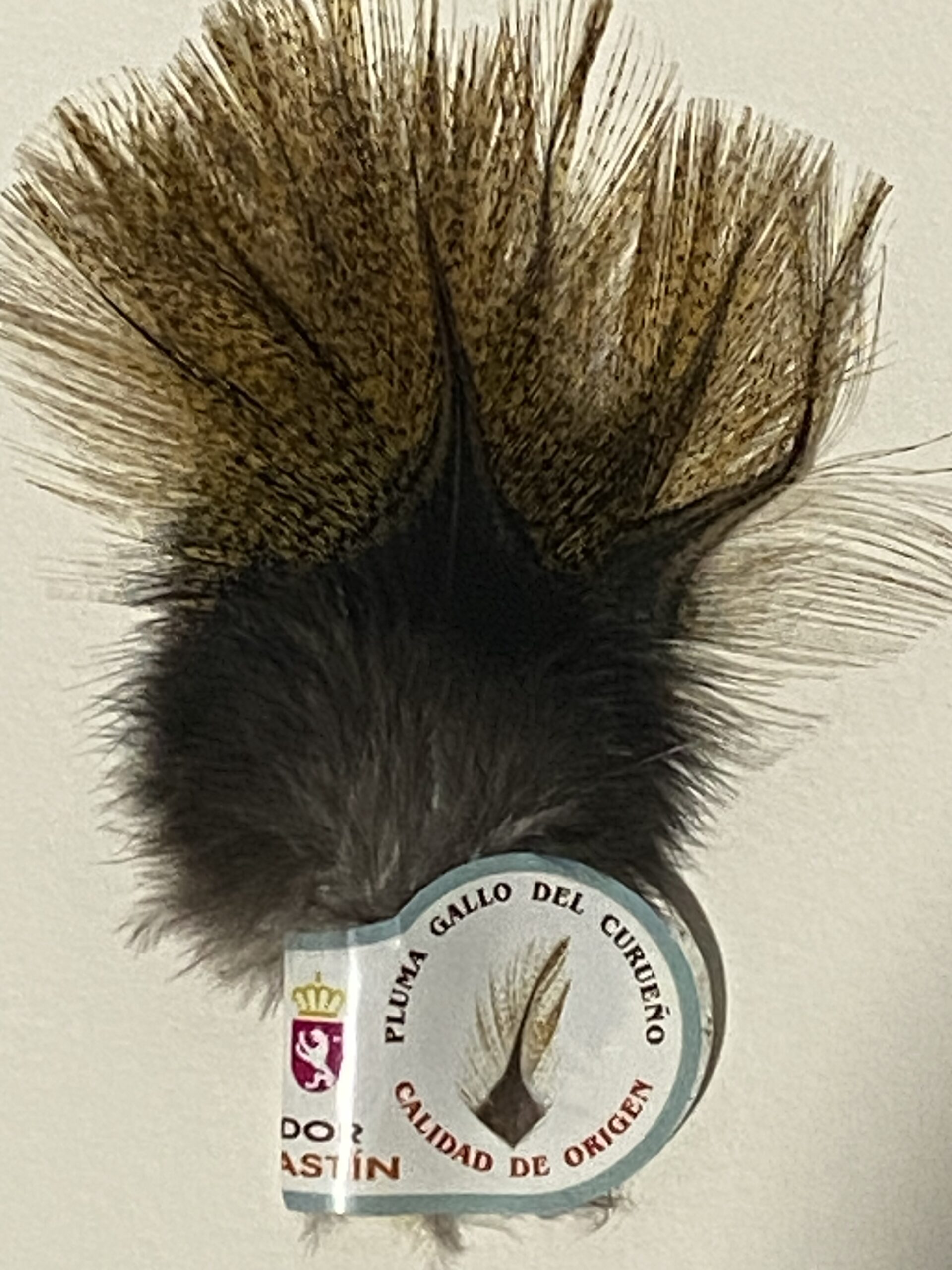 Gallo de Leon - Flor de Escoba (Med)